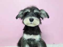 -翊宠yipet猫狗购宠庄园犬舍•猫舍