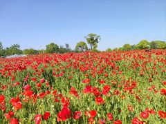 -花开海上生态园