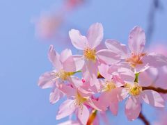 -天适樱花悠乐园