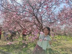 -天适樱花悠乐园