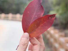 -红山村
