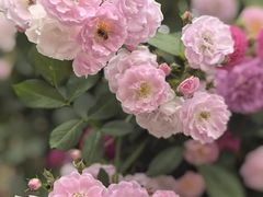 -上海市平和双语学校