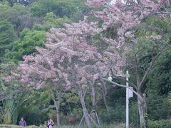 -深圳国际园林花卉博览园