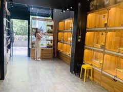 -欣宠猫屋·矮脚拿破仑·蓝金金渐层