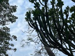 -中国科学院华南植物园