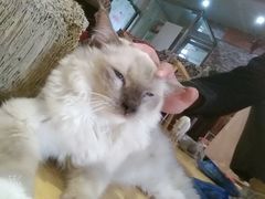-万小咖.猫咖(中山路天虹店)