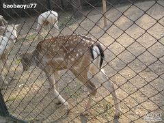 -北京麋鹿生态实验中心