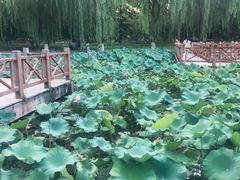 -丰台科技园生态主题公园
