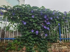 -南山植物园