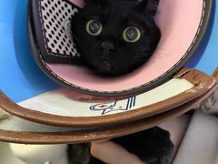 -乐派堂宠物医院·猫友好· 心脏科(东街店)