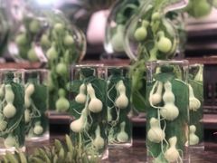 -龙大花卉苗木市场