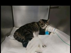 -纳吉亚猫专科动物诊疗中心(蒋宅口分院)