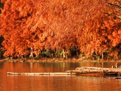 -上海海湾国家森林公园