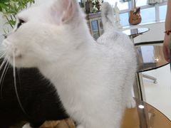 -共舞时光猫咖·狗咖(新街口店)