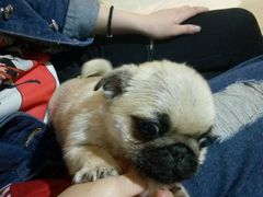 -1013 PET SHOP 宠物商店(近铁城市广场店)