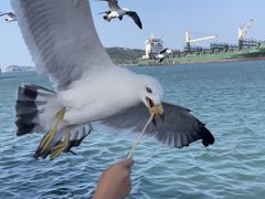 -海驴岛(荣成市)