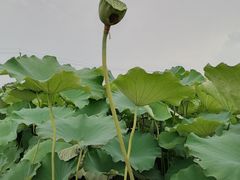 -嘉北郊野公园