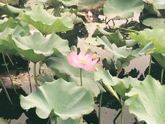 江湾湿地公园-新江湾城公园