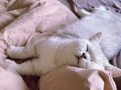 -猫大福·Fortune Cat猫舍(百子湾店)