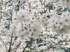 -西北湖绿化广场