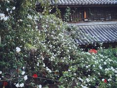 -喵屿·大理花园猫咖