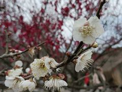 -香雪海