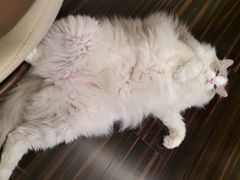 -爱诺耐芙动物医院(万博店)