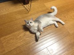 -东方名猫馆·英短金渐层布偶猫舍(环线广场1号楼店)