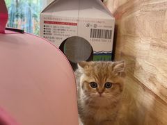 -伟伟宠物医院·CT影像中心·瑞派犬猫综合性门诊(汉口总院)