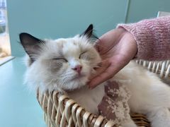 -怪兽屋·羊驼·猫咖·狗咖(俊华广场店)