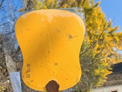 -青玉酸奶青海老酸奶、甜醅子