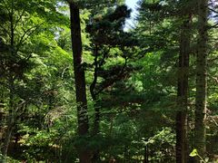 -五营红松林海景区