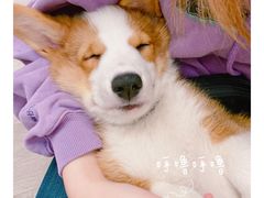 -浣熊柯尔鸭土拨鼠·电玩咖