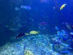 -太平洋海底世界