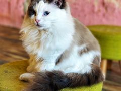 -喵匠猫主题咖啡(凯德和平广场店)
