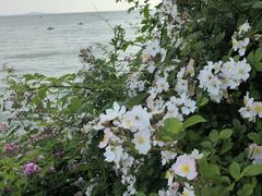 -贡湖湾湿地公园