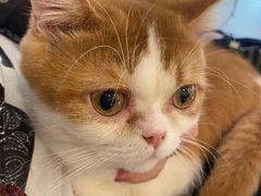 -飞行喵MR PILOT|猫舍·猫咖(静安大融城店)