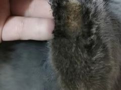 -A猫a狗全科·犬猫异宠·芥西宠物医院(南开总院)