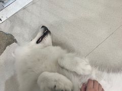 -共舞时光猫咖·狗咖(新街口店)
