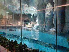 -帝企鹅自助餐厅•儿童岛•真企鹅(长隆企鹅酒店)