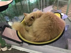 -有猫主题·治愈系猫咖(曾厝垵店)