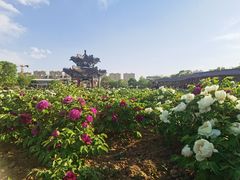 -曹州牡丹园