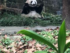 -都江堰中华大熊猫苑