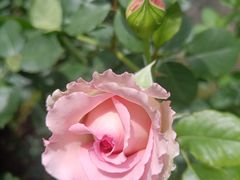 -小雅青年旅舍(平江路店)