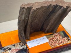 -广东中医药博物馆