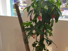 -海之声助听器(上海旗舰中心)