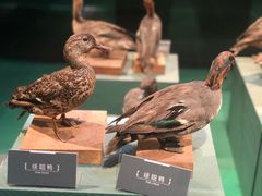 -温州博物馆