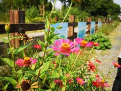 -田园东方蜜桃村的田野营地