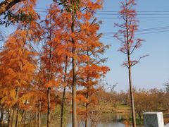 -上海长兴岛郊野公园