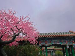 -珠海圆明新园